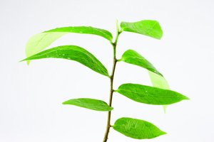 业务降级
